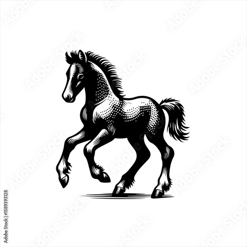 A young horse is running on an isolated on white background