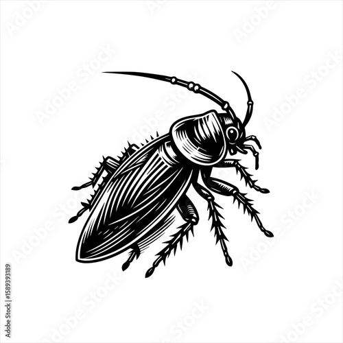 A cockroach is crawling on an isolated on white background