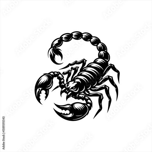 A black scorpion with its stinger raised isolated on white background