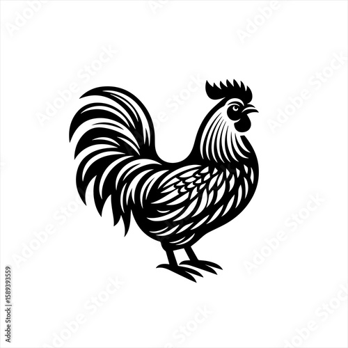 A proud rooster stands tall isolated on white background
