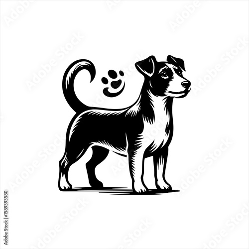 A jack russell terrier stands proudly isolated on white background