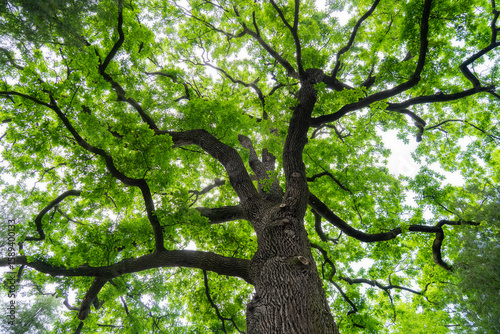 Majestic English Oak Tree Symbolizing Strength and Longevity – Towering Branches and Lush Green Canopy Representing Nature’s Enduring Power Across Generations