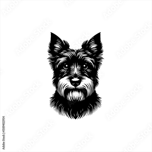 A schnauzer dog portrait isolated on white background in black and white