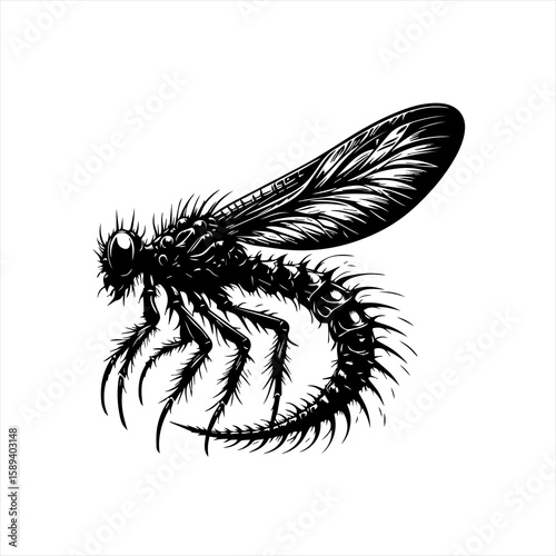 A black insect is isolated on white background