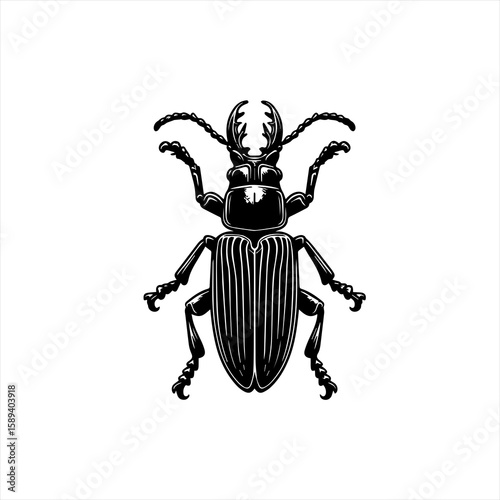 A black beetle is isolated on white background