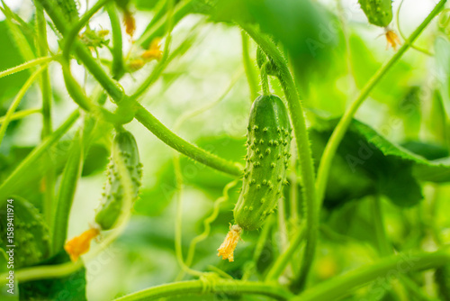 Young cucumber growing on a plantation in a greenhouse, close-up