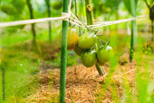 Green tomatoes hanging on the vegetable garden bed, close-up. A fruitful harvest of tomatoes