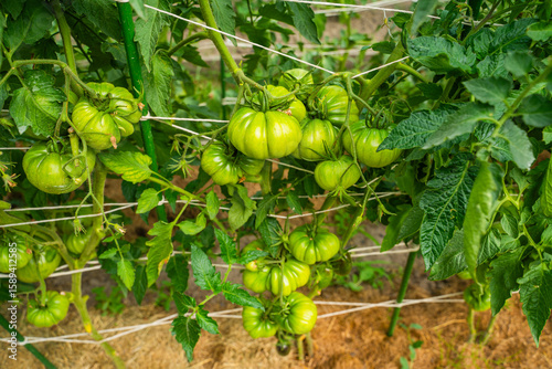 Green tomatoes hanging on the vegetable garden bed, close-up. A fruitful harvest of tomatoes