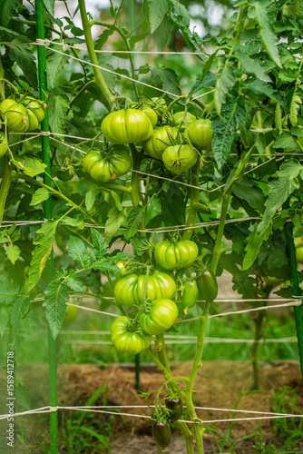 Green tomatoes hanging on the vegetable garden bed, close-up. A fruitful harvest of tomatoes