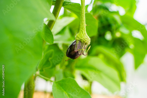 Young eggplant growing on a plantation in a greenhouse, close-up