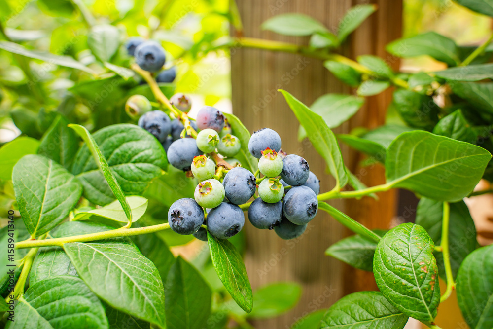 Fototapeta premium Ripe blueberries hanging on a branch, close-up