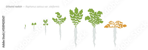Growth stages of oilseed radish from seed to harvest