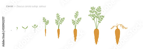 Stages of carrot growth from seed to harvest