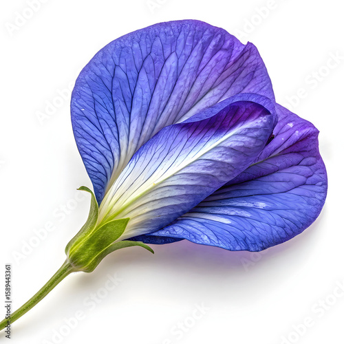A single dried blue butterfly pea flower, prized for its vibrant color and natural