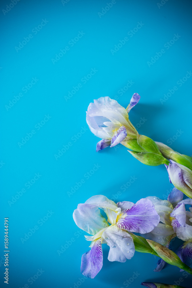 Obraz premium Fresh cut irises with bright greenery on a blue background