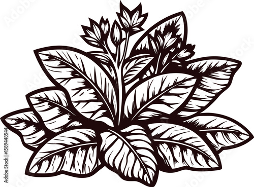 Hand drawn tobacco plant with large leaves and flowers in vintage engraved illustration