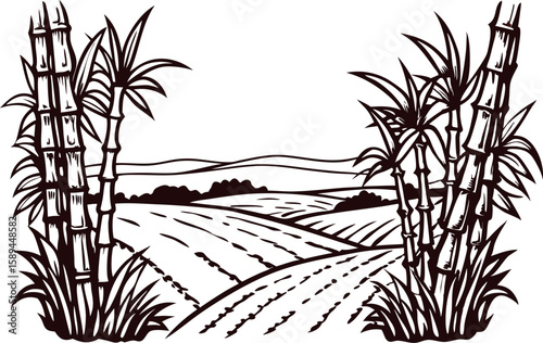 Hand drawn sugarcane plants on farmland landscape vintage engraved agriculture field illustration