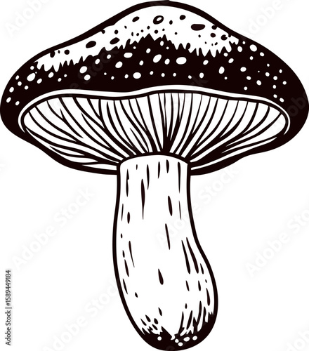 Hand drawn vintage porcini mushroom illustration isolated, detailed black and white botanical sketch with textured cap