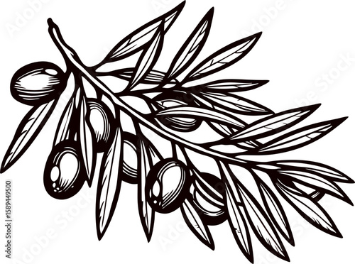 Hand drawn olive branch with fruit and leaves in vintage engraved illustration