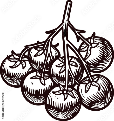 Hand drawn vintage cherry tomato cluster on vine, engraved sketch illustration isolated on white background