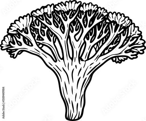 Hand drawn broccoli floret detailed black and white illustration botanical vegetable engraving line art