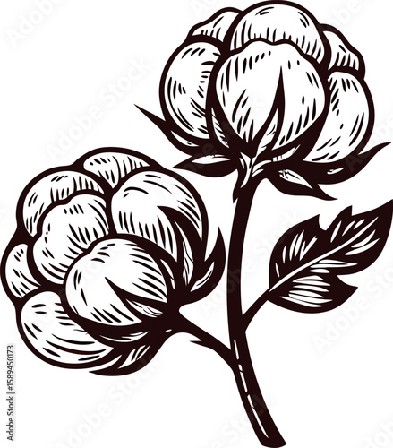 Hand drawn cotton plant branch with leaves and bolls vintage botanical ink illustration isolated on white background