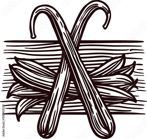 Hand drawn vintage vanilla pods with leaves illustration engraved botanical black and white sketch