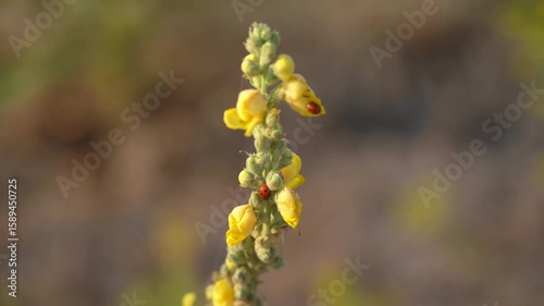 Close-up view of yellow wildflowers with green stems blooming in a summer meadow, captured in warm daylight with a soft blurred background 