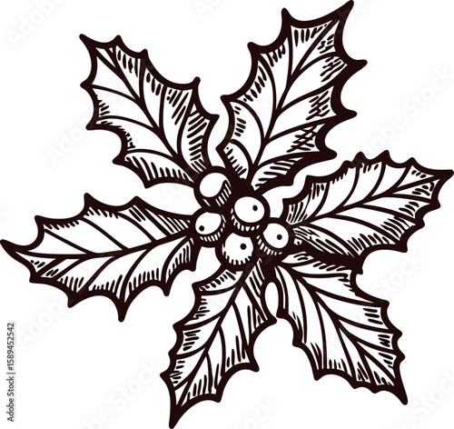 Hand drawn vintage holly branch with leaves and berries botanical ink illustration for christmas and winter decor
