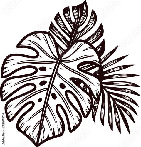 Hand drawn tropical monstera and palm leaves illustration in vintage engraved on white background