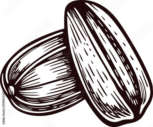 Hand drawn sunflower seeds isolated on white background vintage engraved sketch illustration