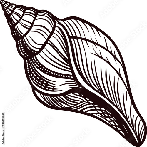 Hand drawn seashell illustration detailed black outline mollusk shell isolated on white background for nature or ocean design