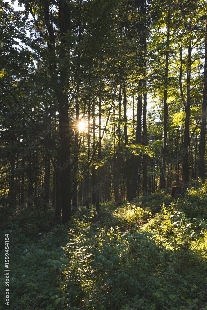 Fototapeta premium Sunset over forest and valley in Jeseniky mountains, Czech Republic. Harmony between nature and people.