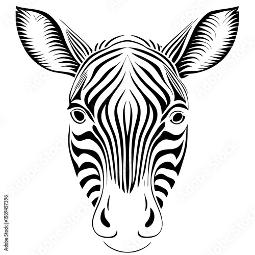 zebra isolated on white background