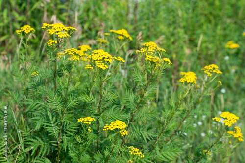 Fotografie common tansy, Tanacetum vulgare, yellow flowers closeup selective focus