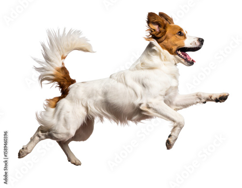 Side Profile of Excited Dog Leaping Up, Tail Wagging and Mouth Open, PNG