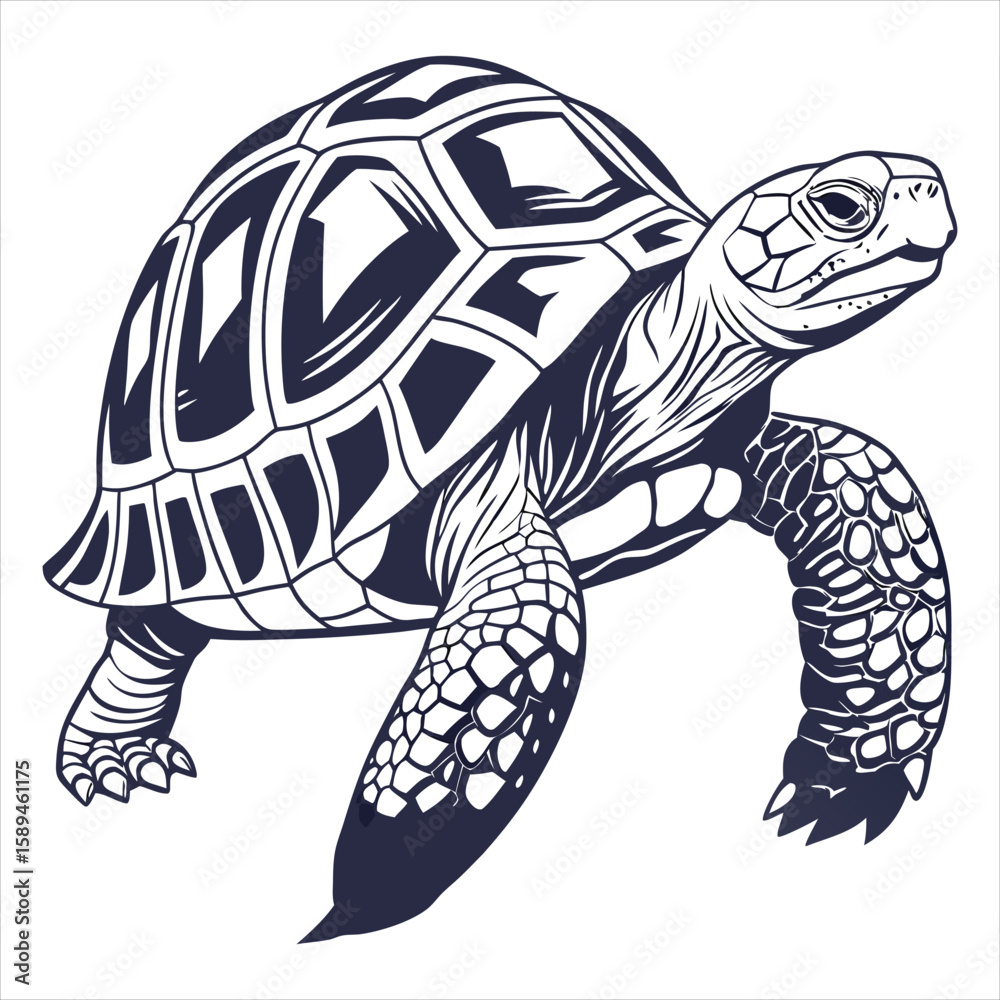 Fototapeta premium Tortoise Vector 