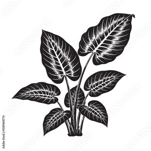 Elegant black and white engraved illustration of lush tropical plant with large leaves and detailed veins