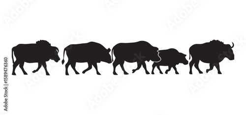 Buffalo Herd Walking Across Open Plains