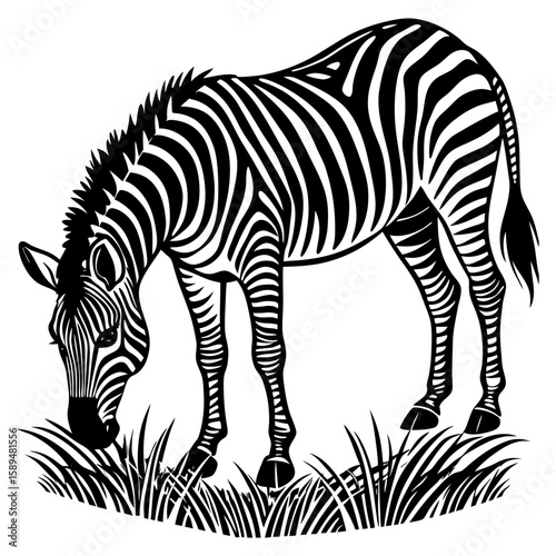 zebra vector illustration