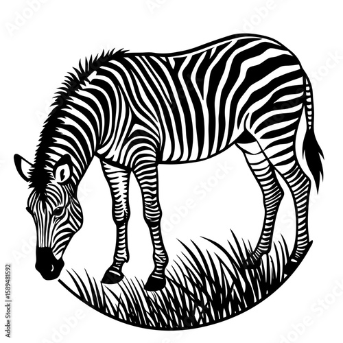 zebra vector illustration