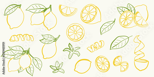Hand drawn lemon illustrations. Whole lemons, lemon slices, zest spirals, citrus blossoms, and green leaves. Vector lemon in doodle style for summer design, recipe cards, kitchen print and packaging.