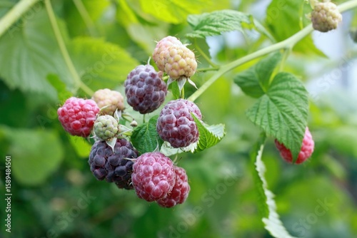 Fotografía Branch with purple raspberries, lat