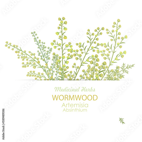 banner with bunch of blooming Artemisia vulgare. frame of Artemisia absinthium wildflowers. card with medicinal herbal wormwood flower