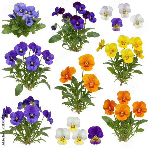 Diverse vibrant viola flowers, pansies in blue, purple, yellow, orange, white, with green leaves, delicate petals, on a clean white background, soft studio lighting, concept of spring bloom and