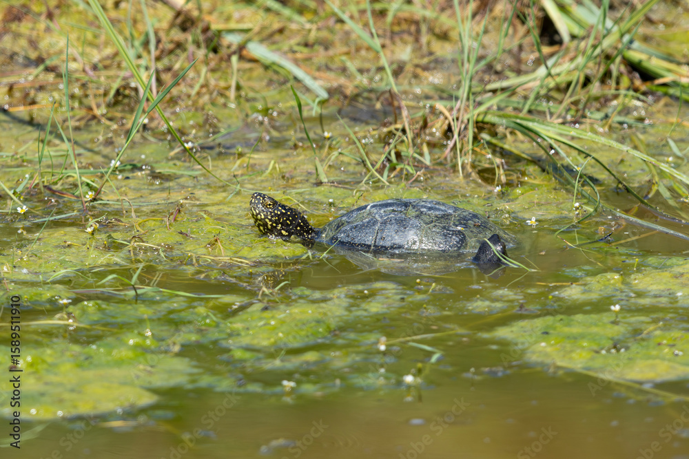 Obraz premium Two european pond turtle (emys orbicularis) found in a small pond in Kiskunsag National Park in Hungary