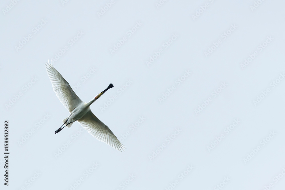 Obraz premium eurasian spoonbill (platalea leucorodia) in flight, found in Fehér in Hungary