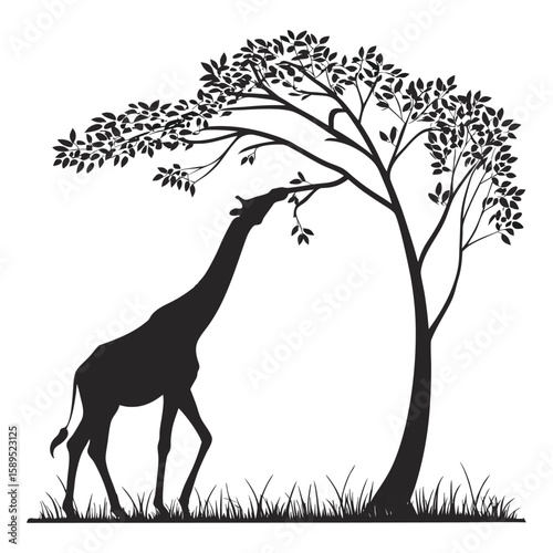 Silhouette of giraffe eating leaves from a tree branch