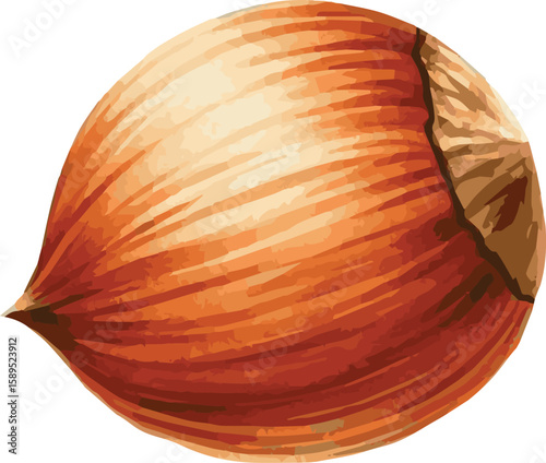 Vector watercolor painted illustration of a hazelnut