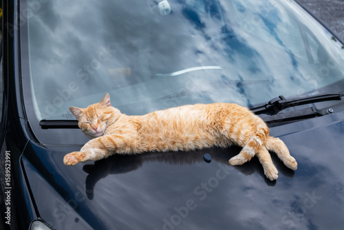Canvas Print Full-body view of ginger cat sleeping on black car hood under daylight